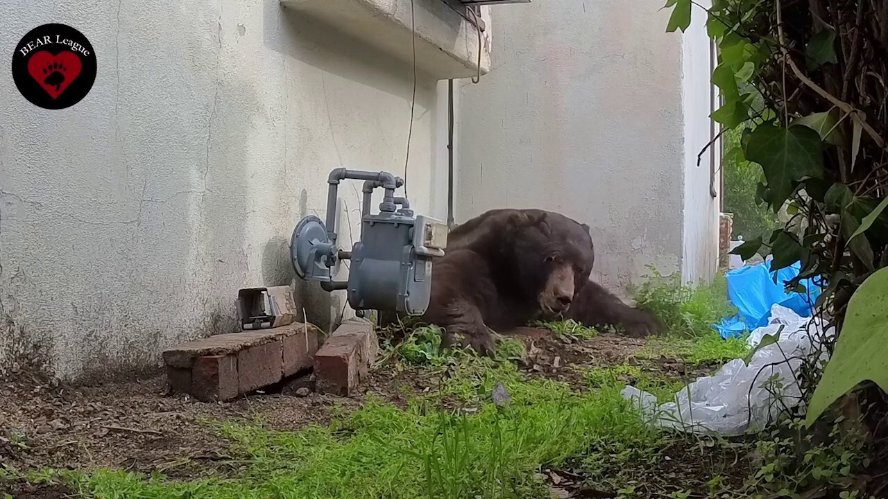 Expulsion musclée en Californie : un ours de 250 kg délogé d’un vide sanitaire après un mois de squat !